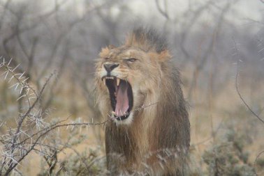 leone in Etosha Park, riserva naturale della Namibia